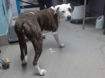 Dalmatian and Mixed Breed Dogs Available for Adoption - HAYLEY | PetCurious