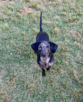 Miniature Dachshund and Chihuahua Dogs Available for Adoption in Chickasha, Oklahoma - Spencer | PetCurious