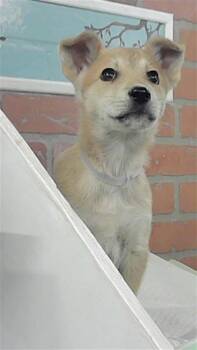 Belgian Shepherd Malinois Dogs Available for Adoption - A2066012 | PetCurious