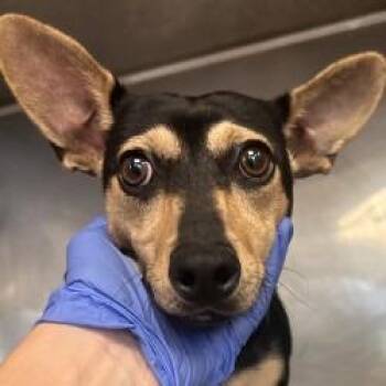 Chihuahua and Dachshund Dogs Available for Adoption in Brenham, Texas - Rosie | PetCurious