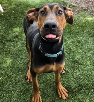 Ruffus -  Doberman Pinscher Dog for Adoption in Phoenix, Oregon - Ruffus | PetCurious