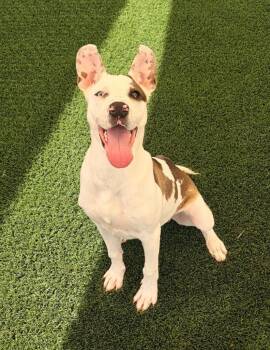 Presto -  Mixed Breed Dog for Adoption in Frankfort, Kentucky - Presto | PetCurious
