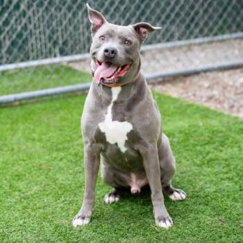 Pit Bull Terrier Dogs Available for Adoption in Camarillo, California - NOVIO | PetCurious
