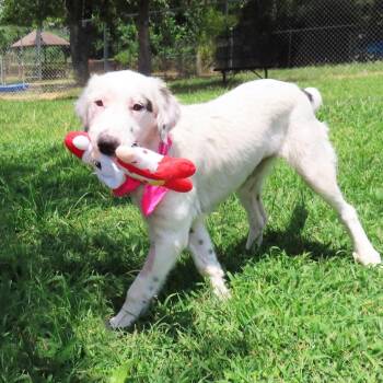 Annie -  English Setter and Mixed Breed Dog for Adoption in Wadena, Minnesota - Annie | PetCurious