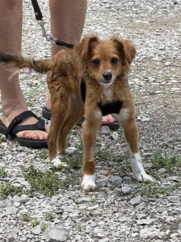 Ginny -  Mixed Breed Dog for Adoption in Waterloo, Illinois - Ginny | PetCurious