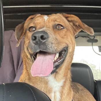Rescue Redbone Coonhound and Carolina Dog Dogs for Adoption in Roswell, Georgia - Millie | PetCurious