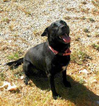 Rescue Black Labrador Retriever Dogs for Adoption in Holly Springs, Mississippi - Barker | PetCurious
