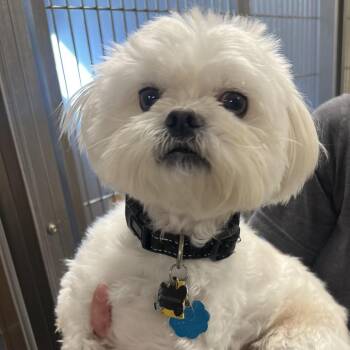 Maltese and Pekingese Dogs Available for Adoption in Chesapeake, Virginia - Ziggy | PetCurious