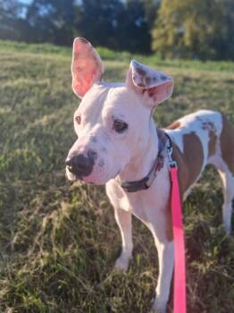 PERFECT GRACIE -  American Staffordshire Terrier Dog for Adoption in Houston, Texas - PERFECT GRACIE | PetCurious