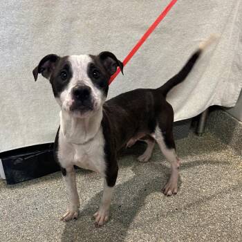 IVHS-Stray-139707 -  Pit Bull Terrier and Boston Terrier Dog for Adoption in San Gabriel, California - IVHS-Stray-139707 | PetCurious