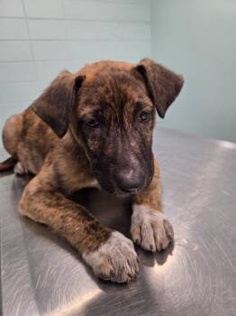 Terrier Dogs Available for Adoption - Oreo | PetCurious