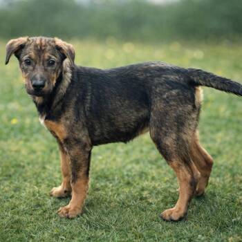 Delta nka Emma -  Shepherd and Hound Dog for Adoption in Horn Lake, Mississippi - Delta Nka Emma | PetCurious