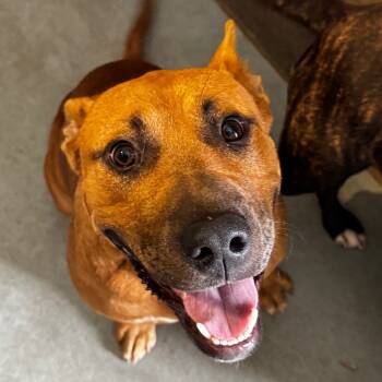 Rescue Black Mouth Cur Dogs for Adoption in Clarksdale, Mississippi - Max | PetCurious