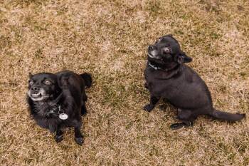 Pomeranian and Chihuahua Dogs Available for Adoption in Didsbury, Alberta - Bebe And Blue | PetCurious