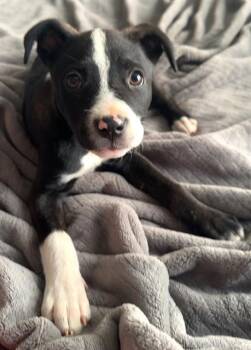 Pit Bull Terrier and Siberian Husky Dogs Available for Adoption - LITTLE MISS | PetCurious