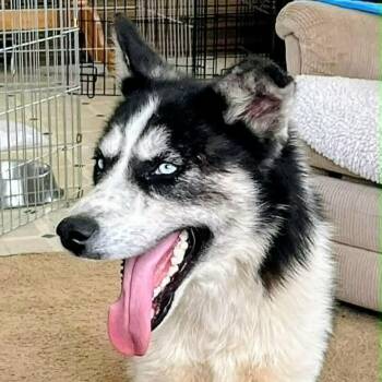 Husky Dogs Available for Adoption in Niagara Falls, Ontario - Blue (20260505-02) | PetCurious