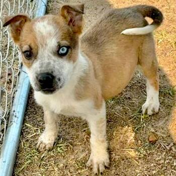 Australian Cattle Dog Blue Heeler Dogs Available for Adoption - Ivy | PetCurious
