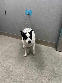 BELLA BAE -  Australian Cattle Dog Blue Heeler and Mixed Breed Dog for Adoption in Las Vegas, Nevada - BELLA BAE | PetCurious