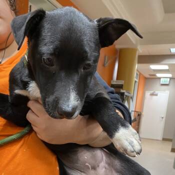 Rescue Black Labrador Retriever Dogs for Adoption in Westminster, California - WAGS-Stray-20292_2 | PetCurious