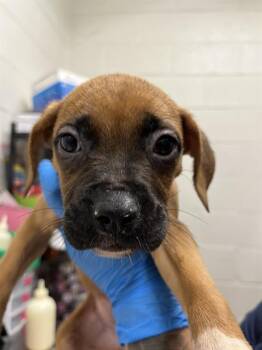 A272978 -  Boxer and Mixed Breed Dog for Adoption in Chula Vista, California - A272978 | PetCurious