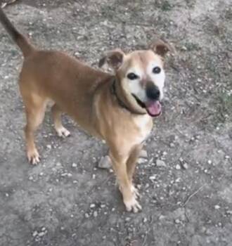 Roxie -  Black Mouth Cur and Mixed Breed Dog for Adoption in San Antonio, Texas - Roxie | PetCurious