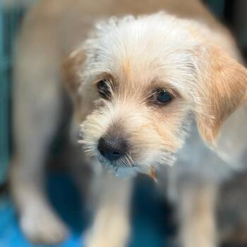 Chance -  Mixed Breed Dog for Adoption in Lake Jackson, Texas - Chance | PetCurious