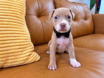 Roux Carlton Chica -  Pit Bull Terrier and American Staffordshire Terrier Dog for Adoption in Friendswood, Texas - Roux Carlton Chica | PetCurious