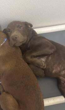 Labrador Retriever Dogs Available for Adoption in Sterling, Massachusetts - Boomer 6 Months Male AVAILABLE 5/27 | PetCurious