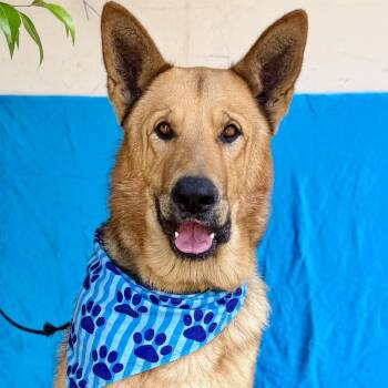 German Shepherd Dog Dogs Available for Adoption - CLYDE | PetCurious