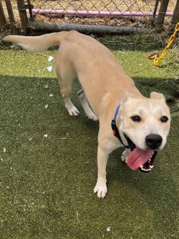Janice -  Mixed Breed and German Shepherd Dog Dog for Adoption in Austin, Texas - Janice | PetCurious