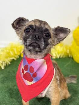 Pug and Spaniel Dogs Available for Adoption in Carlsbad, California - Ava | PetCurious