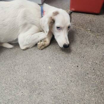 Blue -  Husky Dog for Adoption in Kingman, Arizona - Blue | PetCurious