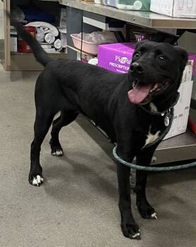 Rescue Labrador Retriever Dogs for Adoption - ANGEL | PetCurious