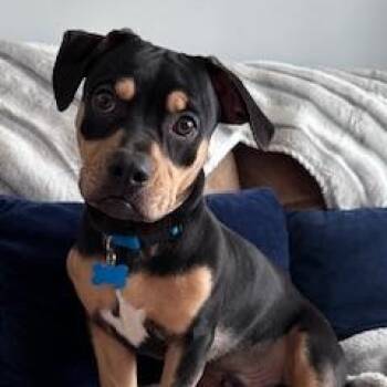 Little Man -  Hound Dog for Adoption in Plainfield, Illinois - Little Man | PetCurious