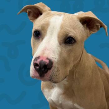 Marshmallow -  Pit Bull Terrier Dog for Adoption in Reno, Nevada - Marshmallow | PetCurious