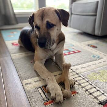 Ziggy -  German Shepherd Dog Dog for Adoption in Austin, Texas - Ziggy | PetCurious