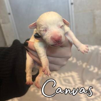 Chihuahua and Mixed Breed Dogs Available for Adoption in Hillsboro, Ohio - Canvas | PetCurious