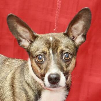 Buster -  Chihuahua and Rat Terrier Dog for Adoption - Buster | PetCurious