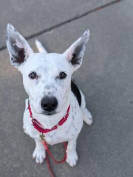 Pookie Pie -  Australian Cattle Dog Blue Heeler Dog for Adoption in Santa Rosa, California - Pookie Pie | PetCurious