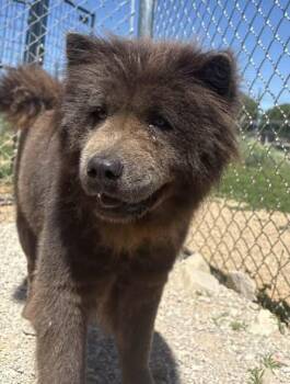 Chow Chow Dogs Available for Adoption in Munfordville, Kentucky - Rose | PetCurious