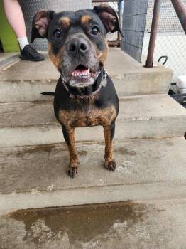 Rescue Pit Bull Terrier Dogs for Adoption in Peru, Illinois - Daisy | PetCurious