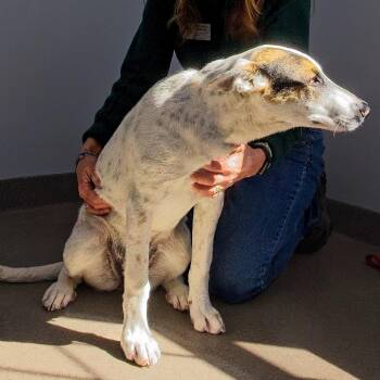 Shepherd Dogs Available for Adoption - Stella | PetCurious