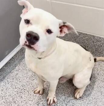 DRACO -  American Bulldog Dog for Adoption in Houston, Texas - DRACO | PetCurious