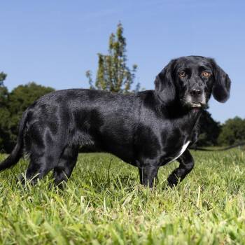 Floppy -  Beagle and Black Labrador Retriever Dog for Adoption in Franklin, Tennessee - Floppy | PetCurious