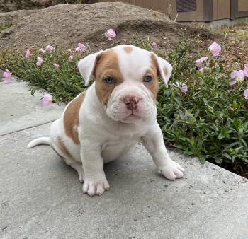 Briar -  American Bulldog and French Bulldog Dog for Adoption in Orange, California - Briar | PetCurious