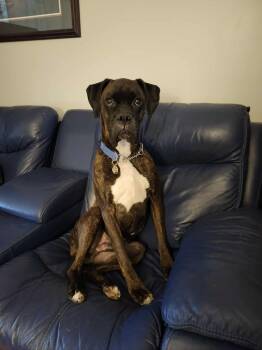 Rescue Boxer Dogs for Adoption in Toronto, Ontario - Riggs | PetCurious