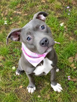 Lexus -  American Staffordshire Terrier Dog for Adoption in Gulfport, Mississippi - Lexus | PetCurious