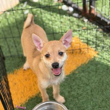 Muriel (Benefactor Puppy) -  Maltese and Chihuahua Dog for Adoption in New Orleans, Louisiana - Muriel (Benefactor Puppy) | PetCurious