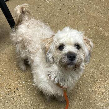 Snow White -  Mixed Breed Dog for Adoption in Skokie, Illinois - Snow White | PetCurious