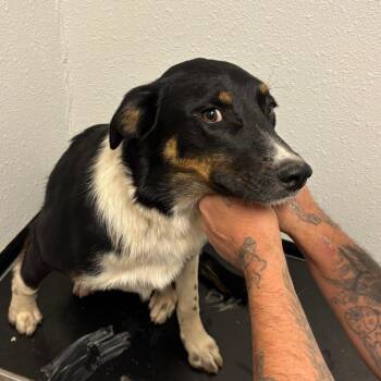 Coonhound Dogs Available for Adoption in Taos, New Mexico - Ethel | PetCurious